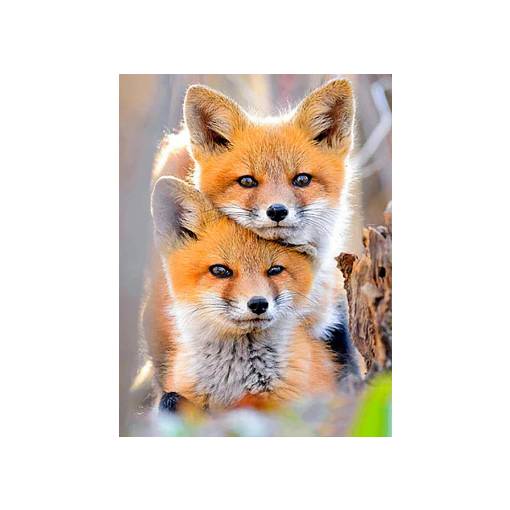 Foto - Diamantové malování - Oranžovo šedé lišky, 20 x 30